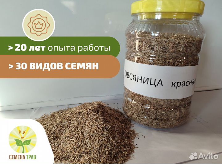 Семена красной овсяницы