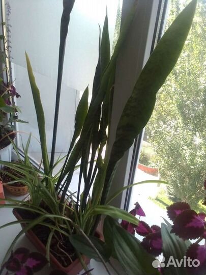 Бальзамин+Сансевиерия+Хоорофит -На Ленте