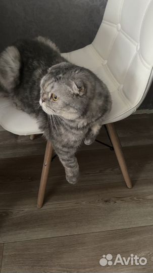 Шотландская кошка