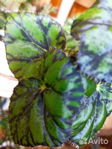 Бегония королевская. Взрослые растения