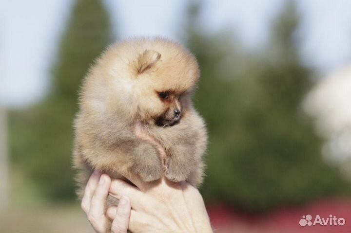 Мальчик мини