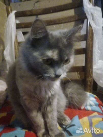 Лиза ищет дом