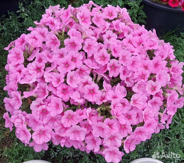 Петуния многоцветковая каскадно-ампельная