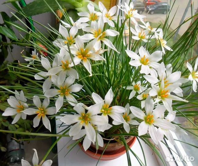 Зефирантес (выскочка)