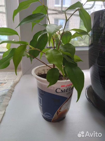 Домашние цветы(разные)