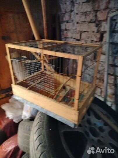 Ловушка для птиц. Клетка для птиц