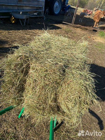 Свежее сено 2023 года