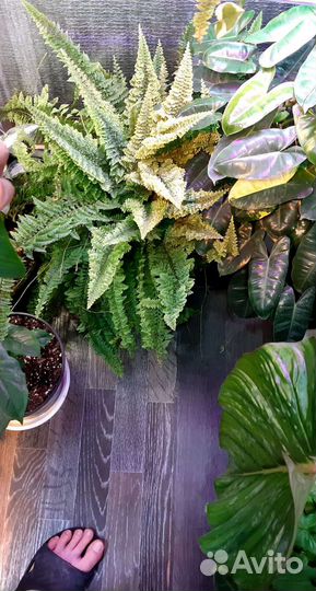 Папоротник Нефролепис