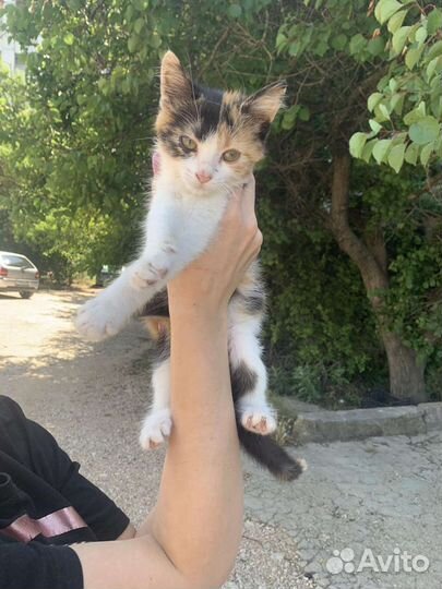 Счастье в дом