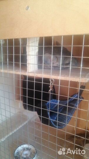 Шиншилла девочка, 1 год