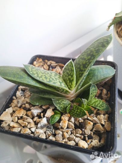 Суккуленты(гастерия, эхиверия, сансевиерия и т.д.)