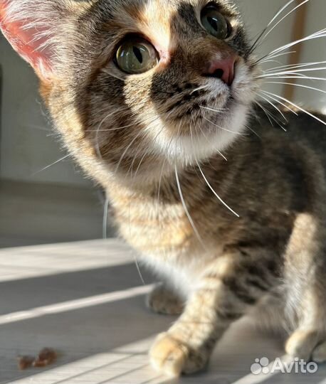 Спасите Василису