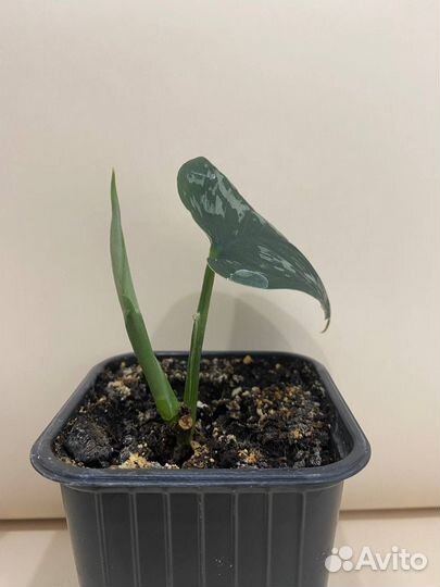 Сциндапсус лиана комнатная