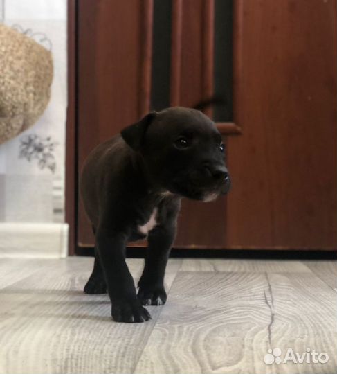 Щенки питбультерьера