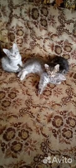 Котята бесплатно