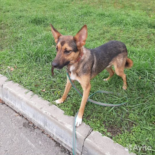 Отдам в добрые руки