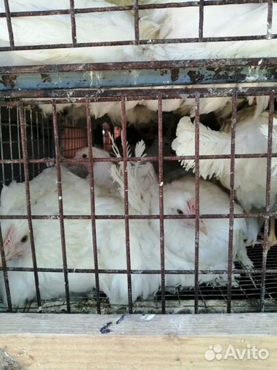 Куры Несушки