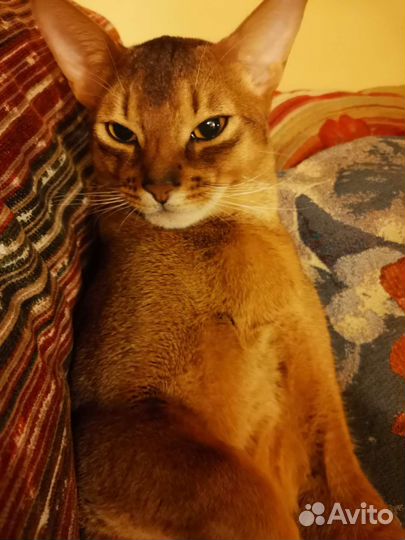 Передержка кошек