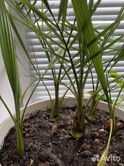 Спатифиллум, пальма финиковая