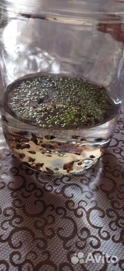 Улитки