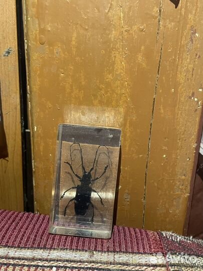 Коллекция жуков