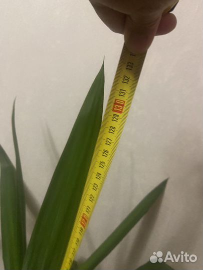 Пальма юкка обмен на две орхидеи