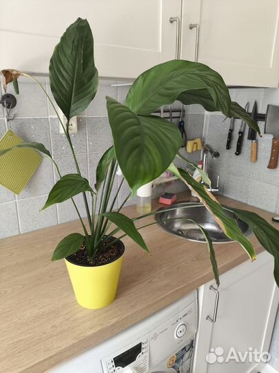 Спатифиллум