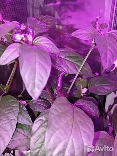 Декоративный перец 