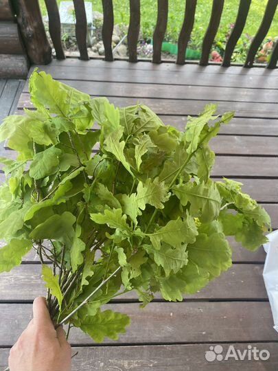 Листья малины дуба сушеные. Корм для палочников