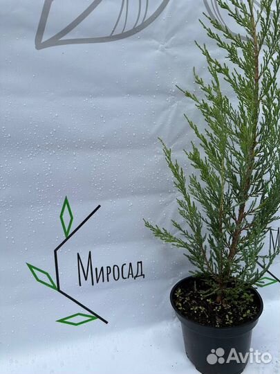 Можжевельник Блю Эрроу