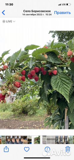 Саженцы Малины Ремонтантной