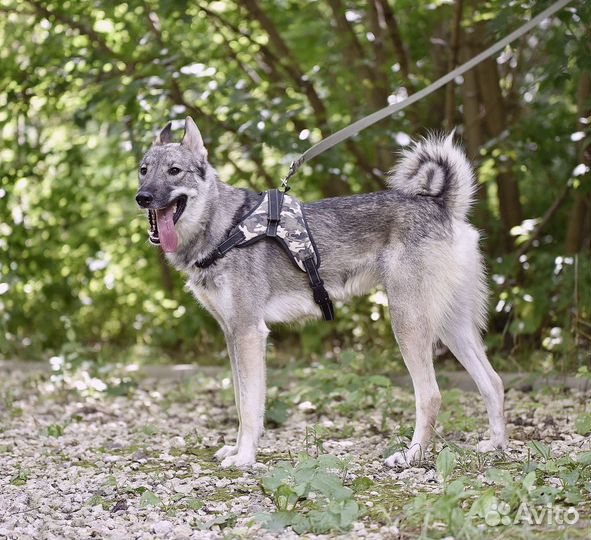 Энергичный Харди ищет дом