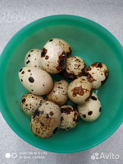 Яйца перепелиные