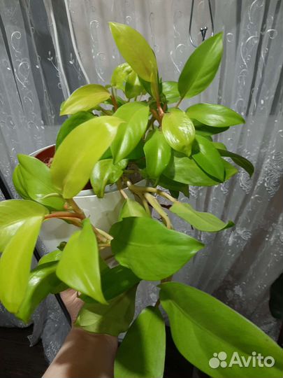 Филодендрон лемон лайм