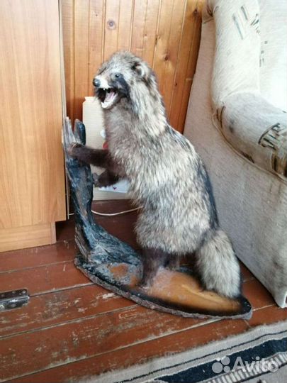 Чучело енотовидной собаки