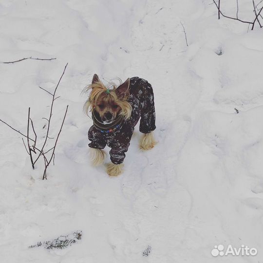 Китайская хохлатая