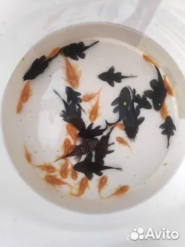 Креветка вишня