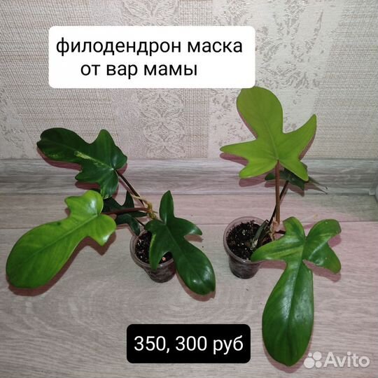 Комнатные растения и цветы