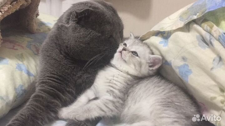 Шотландский кот вязка