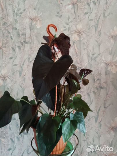 Комнатные растения