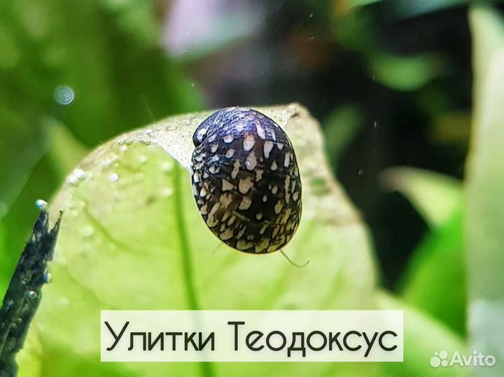 Улитки Теодоксус. Доставка. Самовывоз