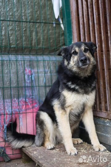 Собаки из приюта