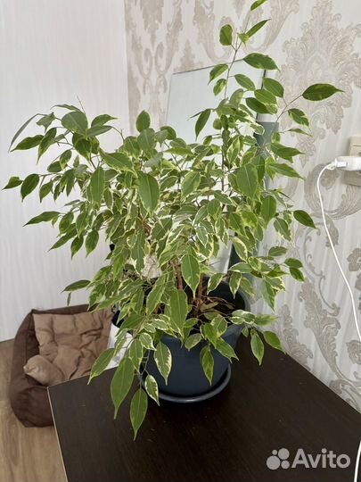 Бенджамина фикус
