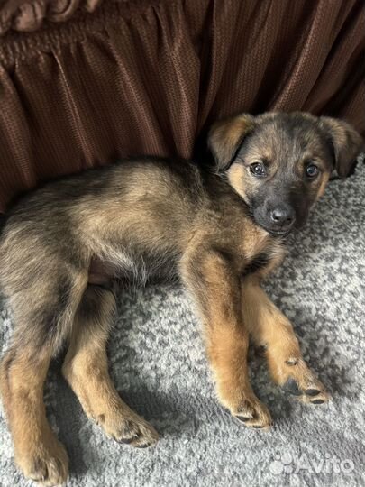 Собаки бесплатно в добрые руки щенки