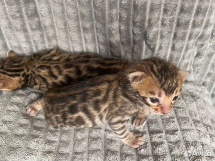 Бенгальские котята