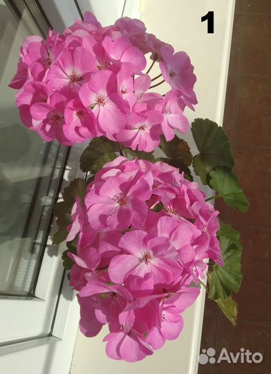 Герань / пеларгония зональная