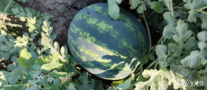 Арбуз бонта