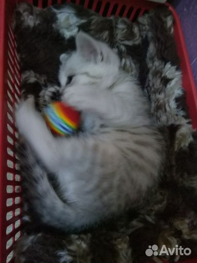 Котенка в хорошие руки