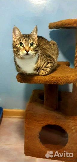 Бездомная Маруся ищет дом