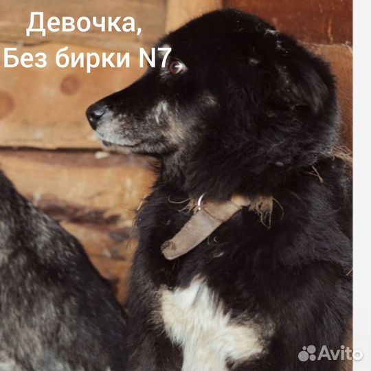 Собака в добрые руки